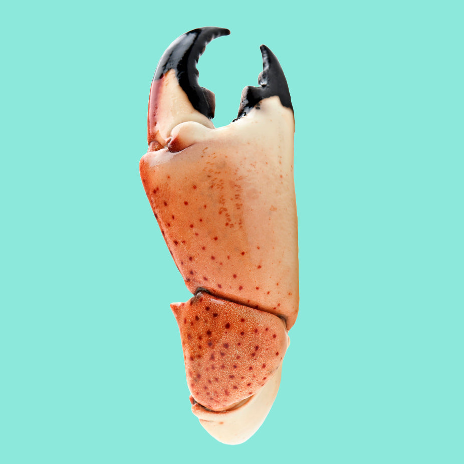 Stone Crab Wholesale Favicon