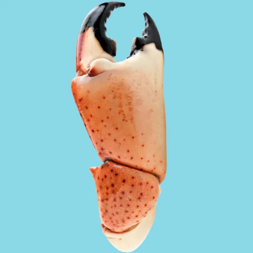 Mega Colossal Stone Crab Claws