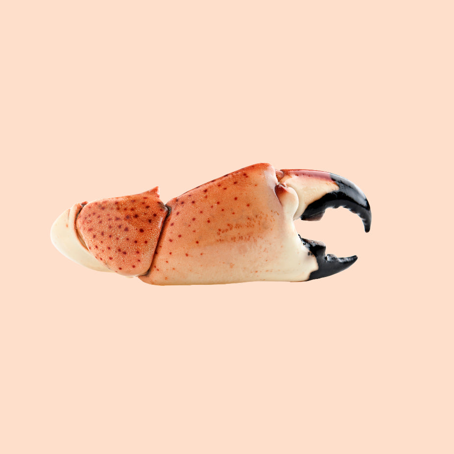 Large Stone Crab Claws