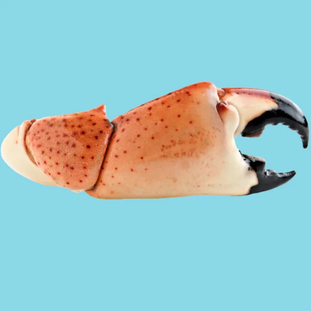 Mega Colossal Stone Crab Claws